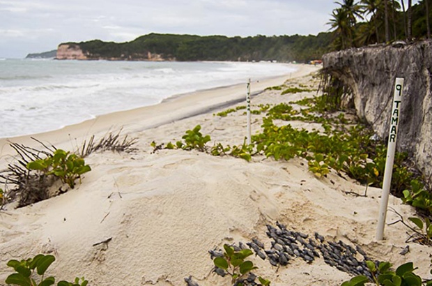 Recorde de ninhos de tartarugas de pente no Rio Grande do Norte